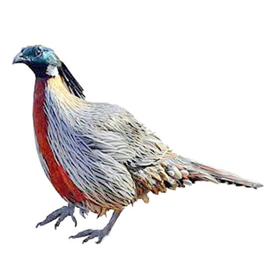 Koklass Pheasants